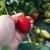 Strawberry picking