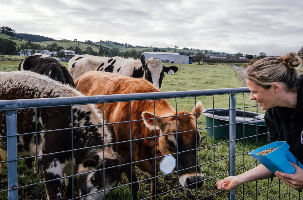 Feeding cows at a farm stay near Perth