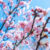 Blossoms on trees during spring in Perth