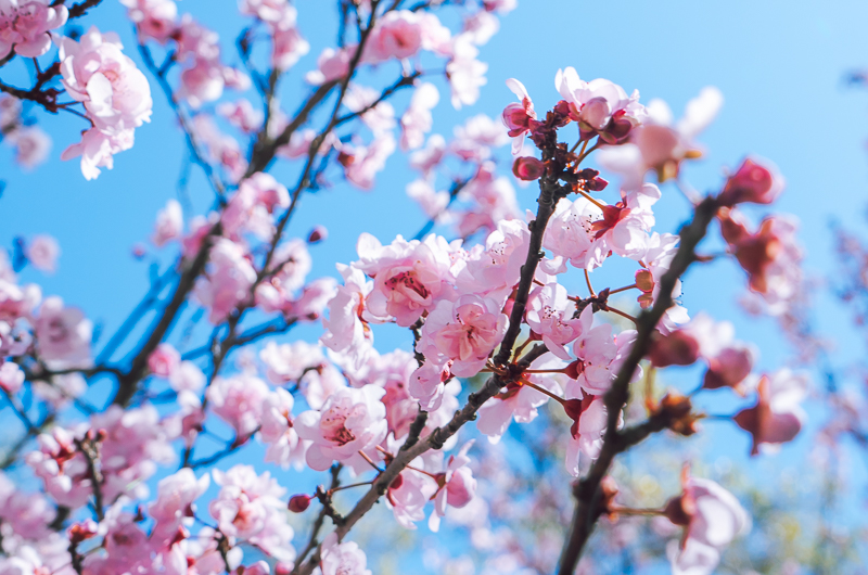 Blossoms on trees during spring in Perth