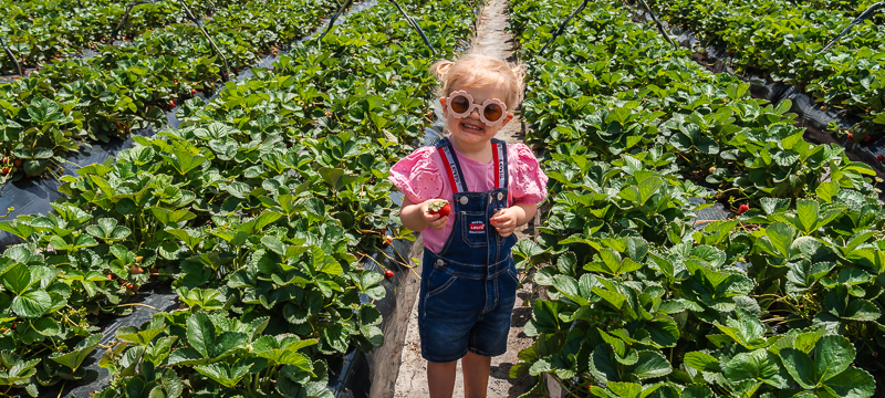 Girl standing in strawberry field during spring in Perth